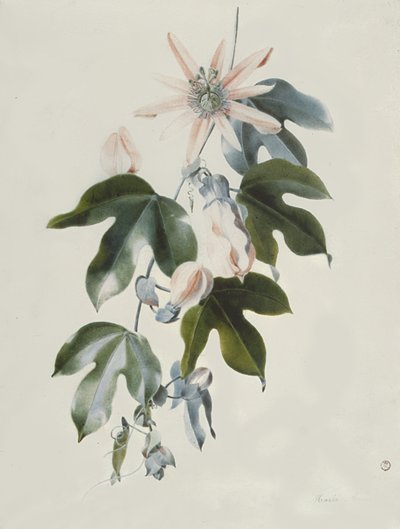 Clematis by Marie Anne